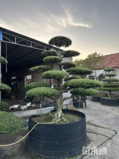 10公分造型黄杨