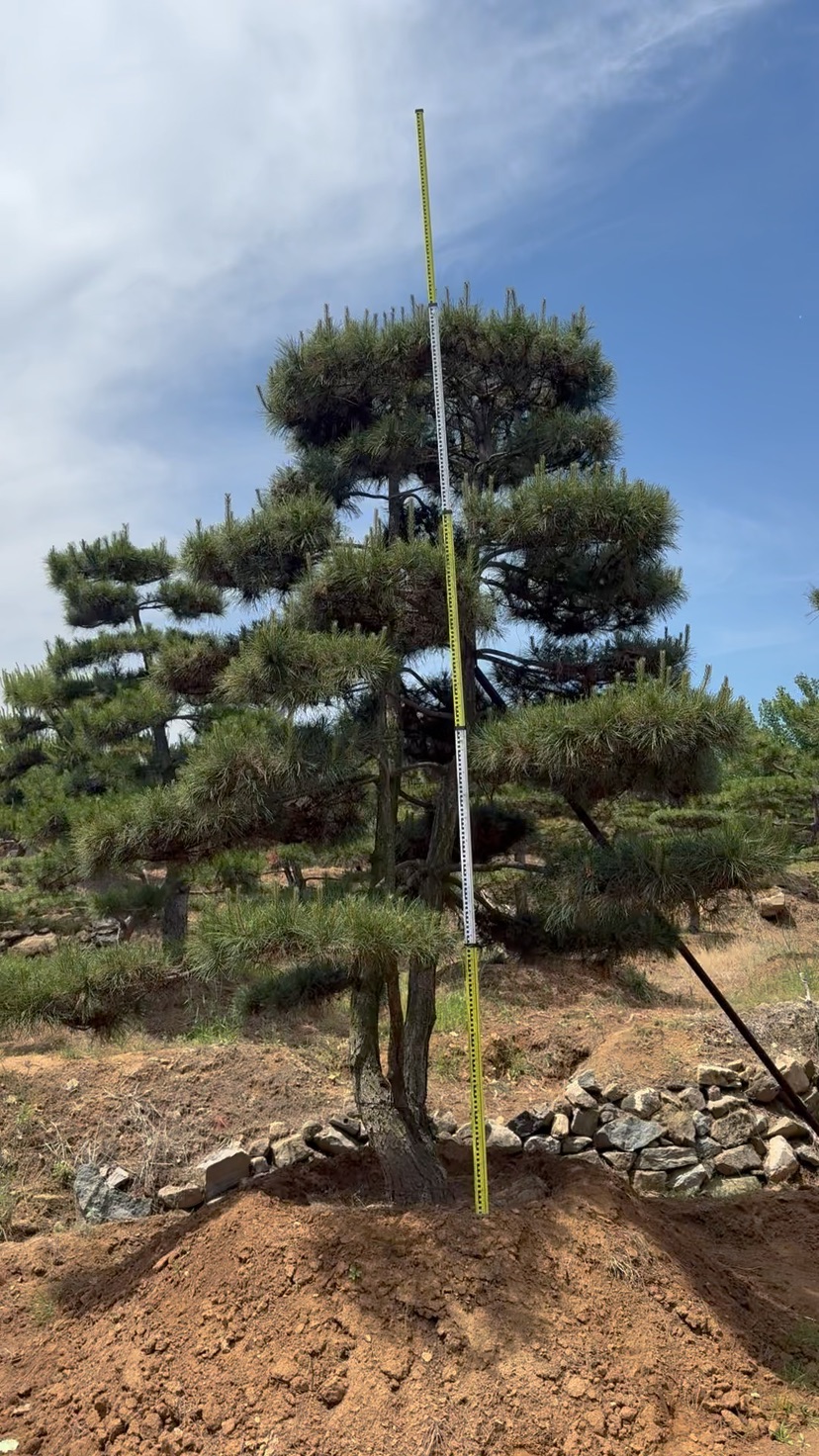 14.5公分造型油松