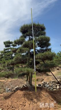 14.5公分造型油松