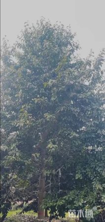 22公分乐昌含笑