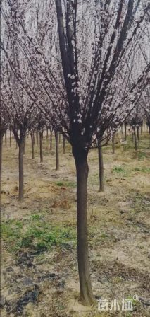 10公分紫叶李