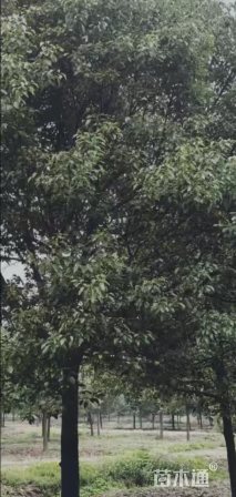 20公分香樟