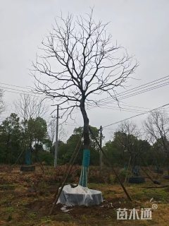 40公分乌桕