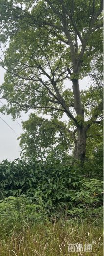 70公分黄葛树