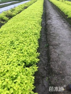 高度40厘米金山绣线菊