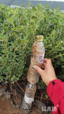 高度50厘米平枝栒子