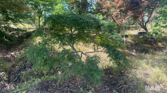 8公分鸡爪槭