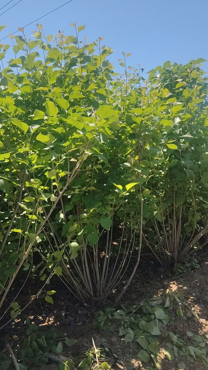 1公分紫丁香