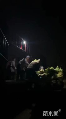高度200厘米丛生五角枫