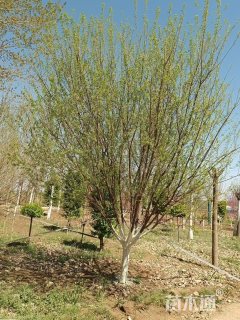8公分白花山碧桃