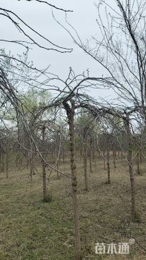8公分垂榆