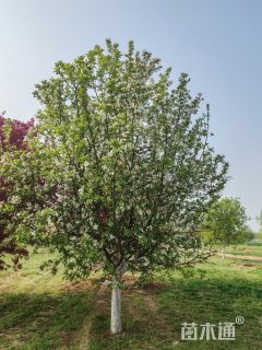 15公分道格海棠