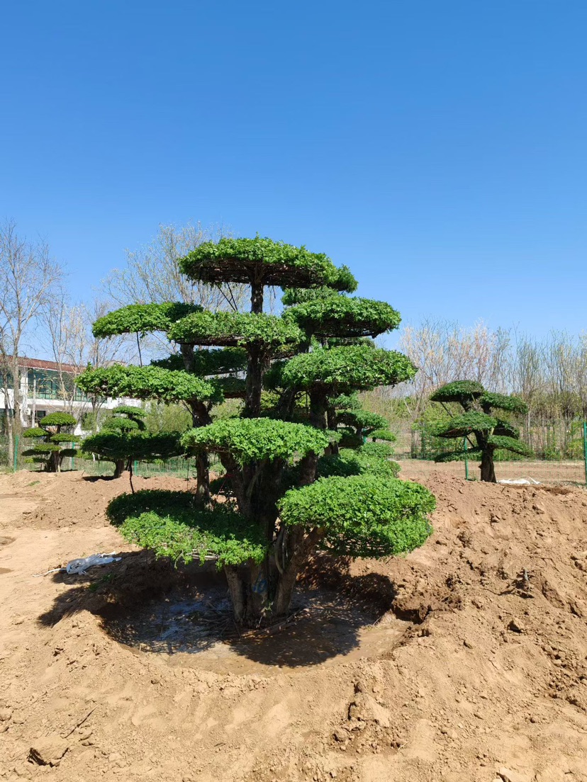 50公分对节白蜡