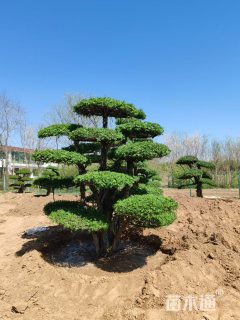 50公分对节白蜡