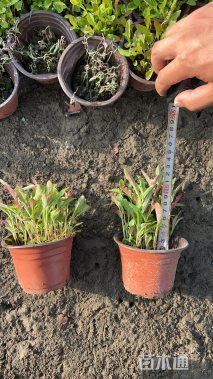 高度15厘米月见草