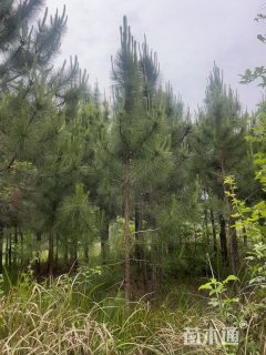 高度600厘米马尾松