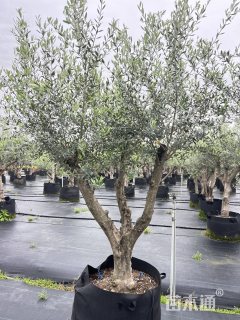 30公分油橄榄