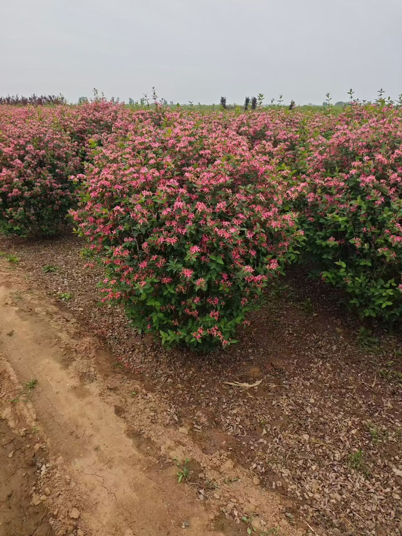 高度100厘米红花忍冬