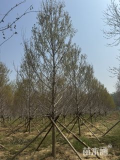 15公分银白槭