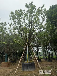 25公分香樟