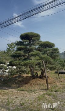 40公分造型松