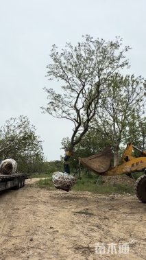 16公分造型乌桕