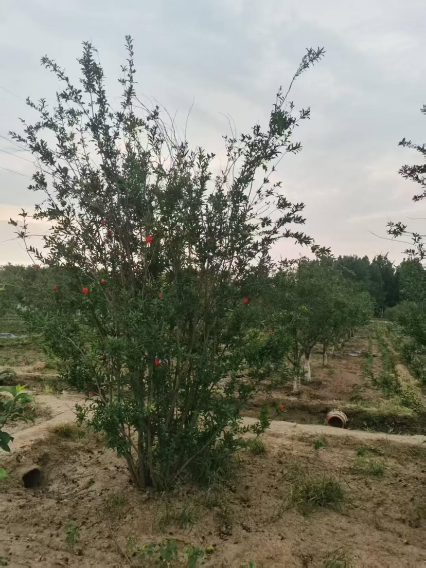 高度300厘米丛生花石榴