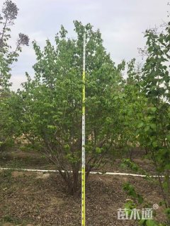 高度600厘米丛生暴马丁香