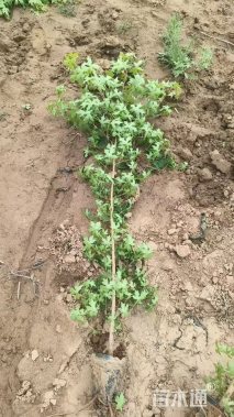 高度150厘米元宝枫小苗