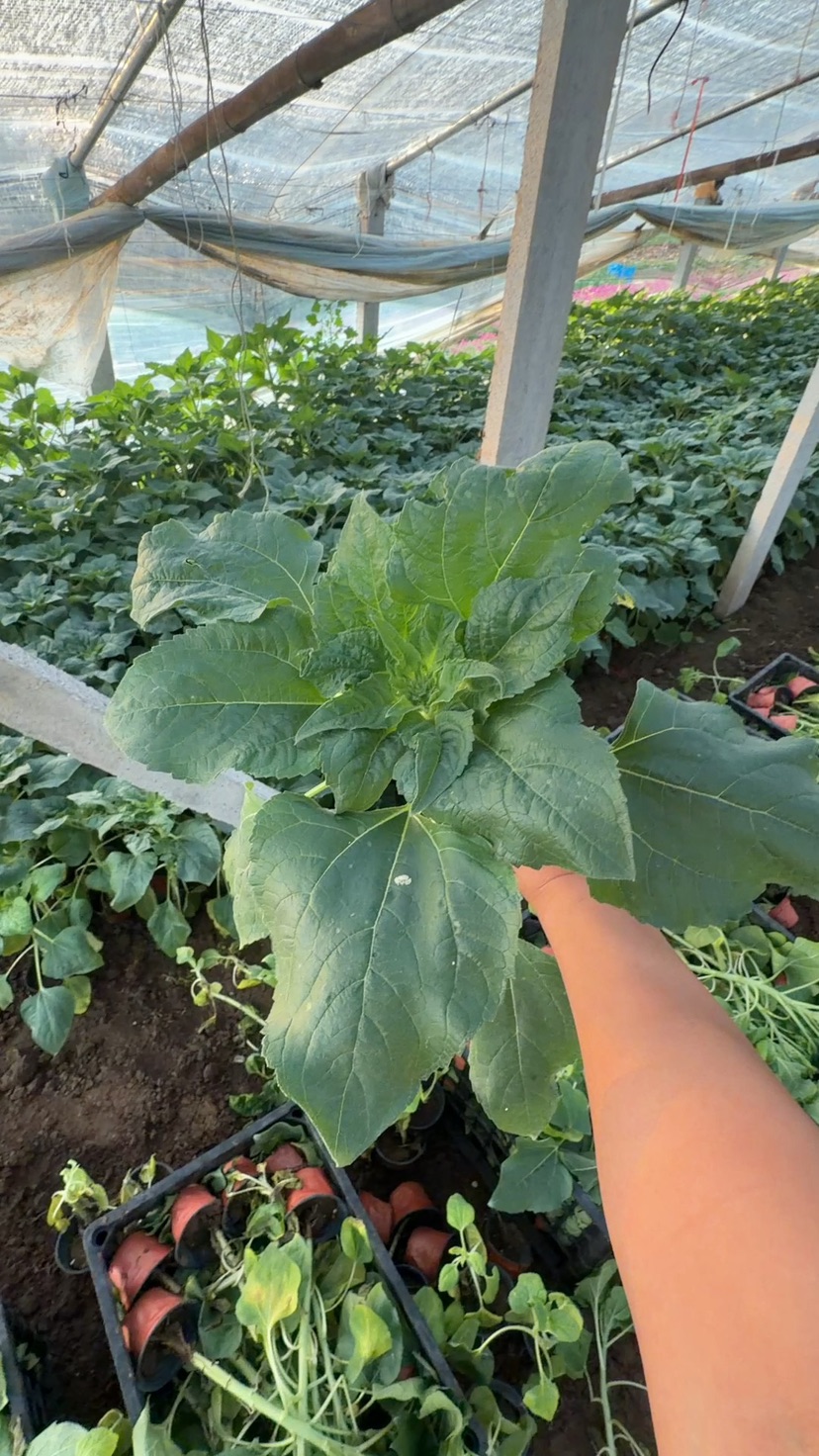 高度30厘米向日葵