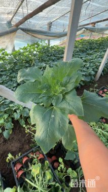 高度30厘米向日葵