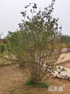 高度250厘米丛生红花紫薇