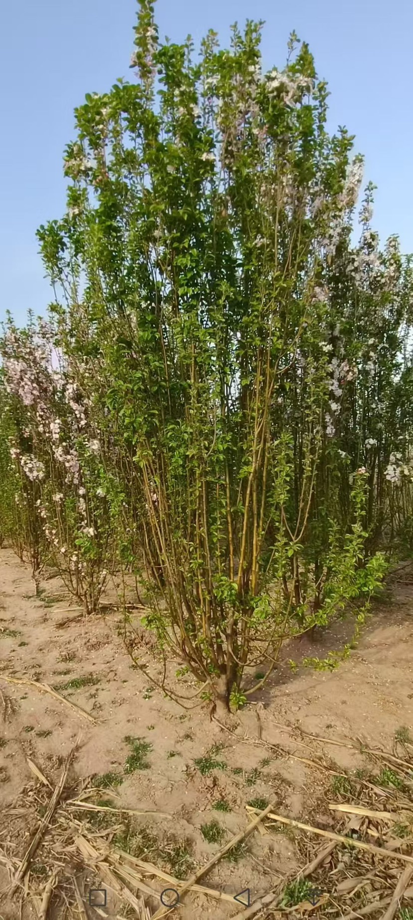 高度600厘米丛生西府海棠