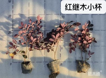 高度40厘米红叶石楠小苗