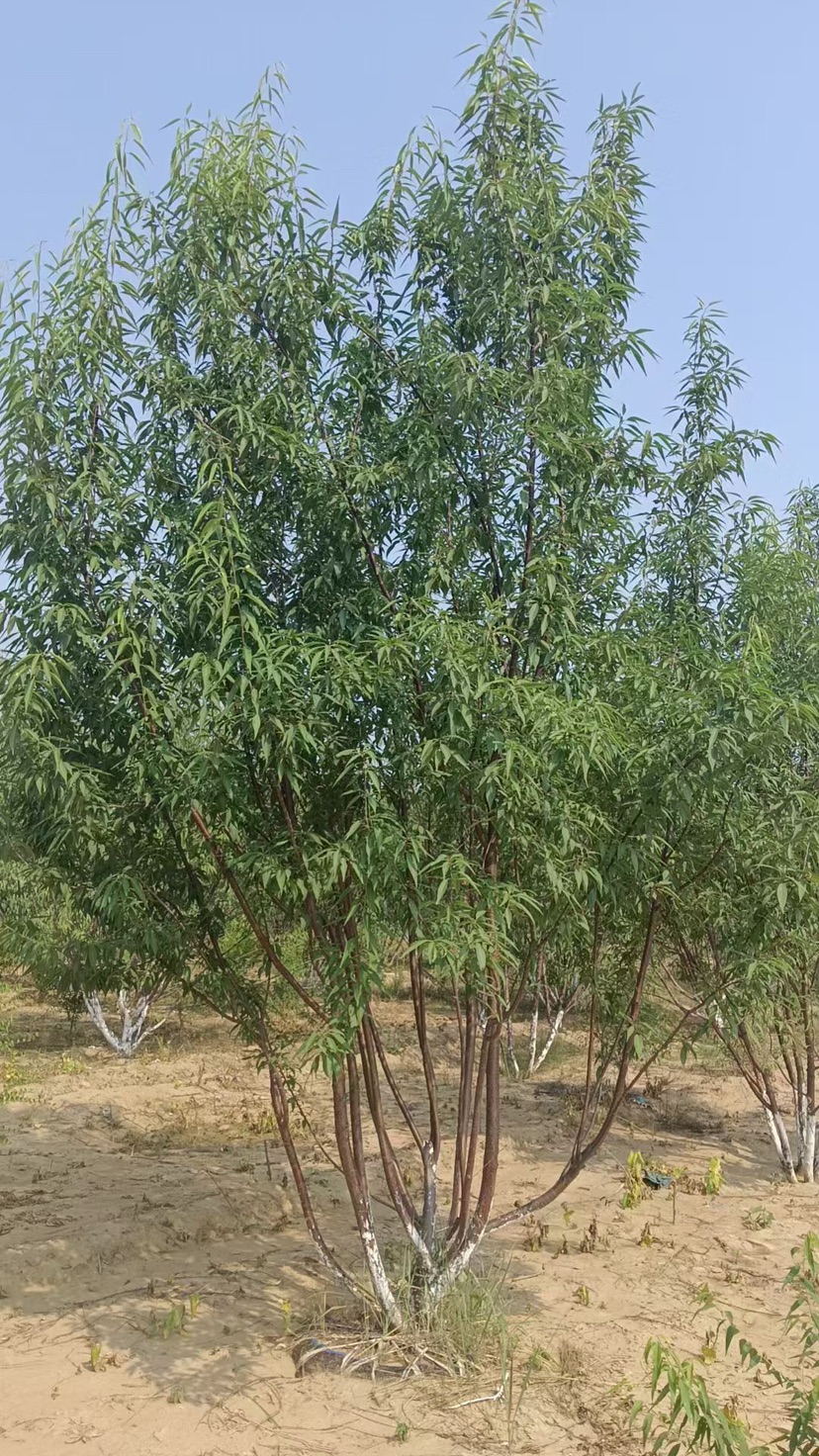 高度300厘米丛生山桃