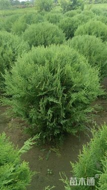高度100厘米侧柏球