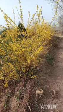 高度120厘米花叶连翘