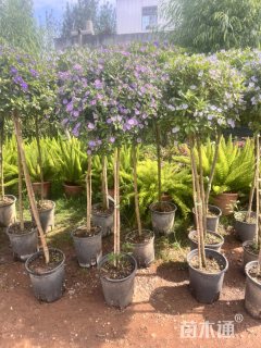 高度100厘米蓝花茄