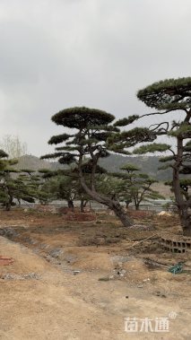 50公分造型油松