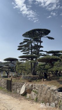 48公分泰山松