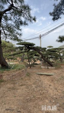 高度300厘米古松