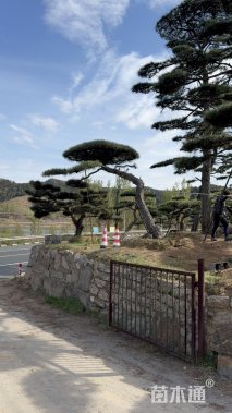 29公分黄山松