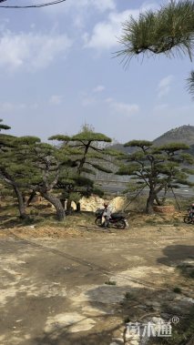 高度300厘米景观松
