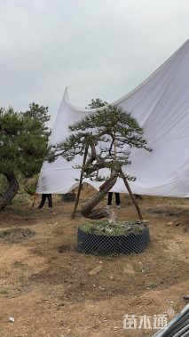 22公分造型油松