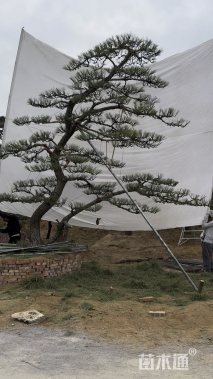 21公分造型油松