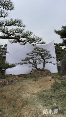 17公分造型松