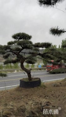 20公分造型油松