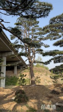19公分造型油松