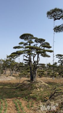 30公分日本黑松