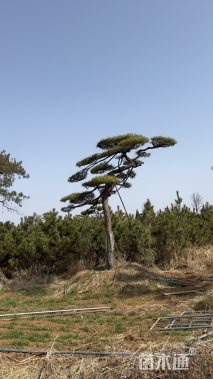 15公分庭院黑松